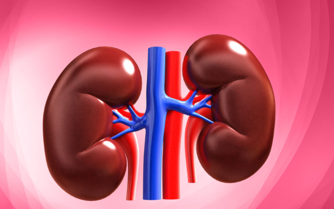Can BCAA Cause Kidney Damage.png